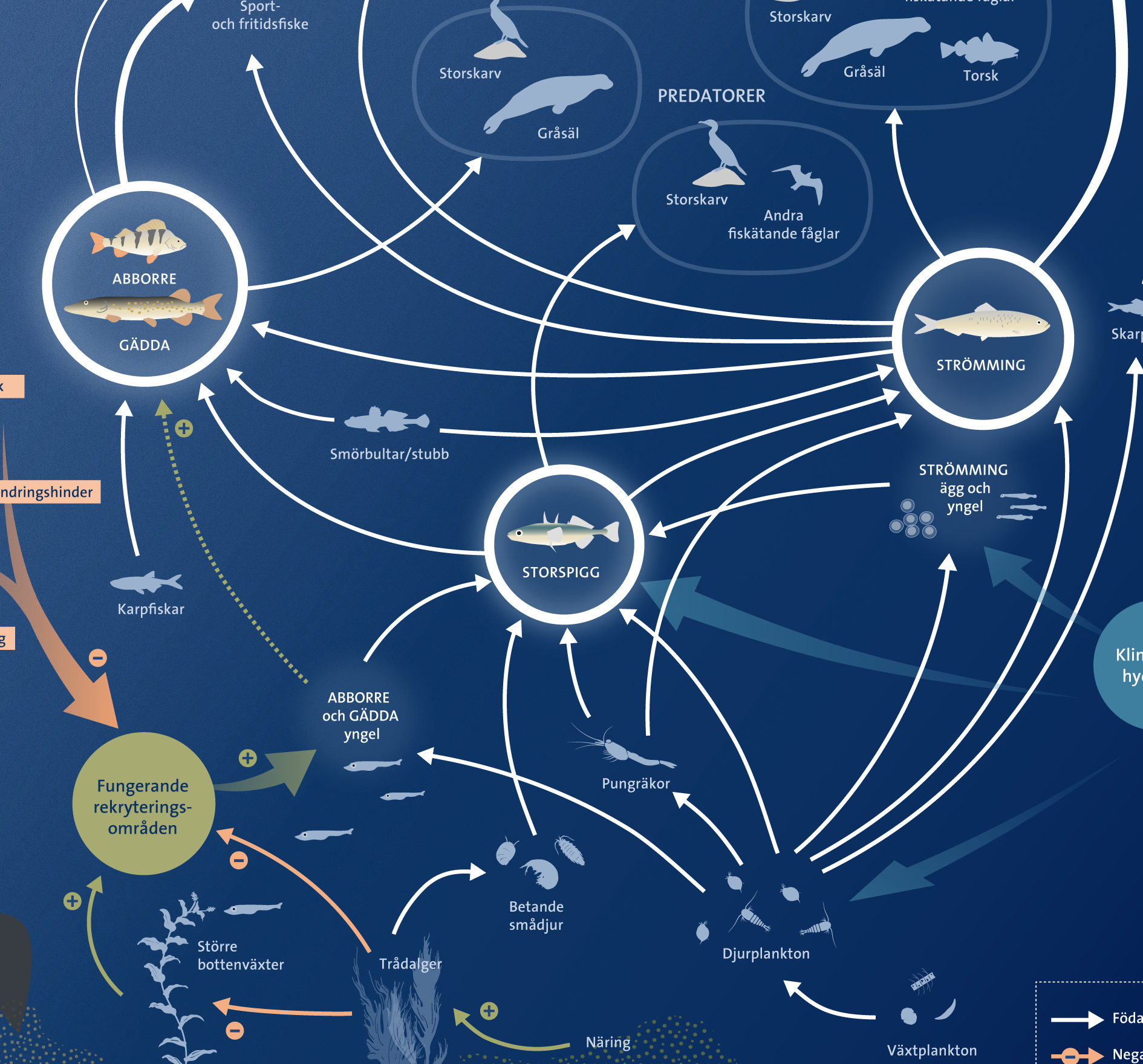 Baltic Sea ecosystem